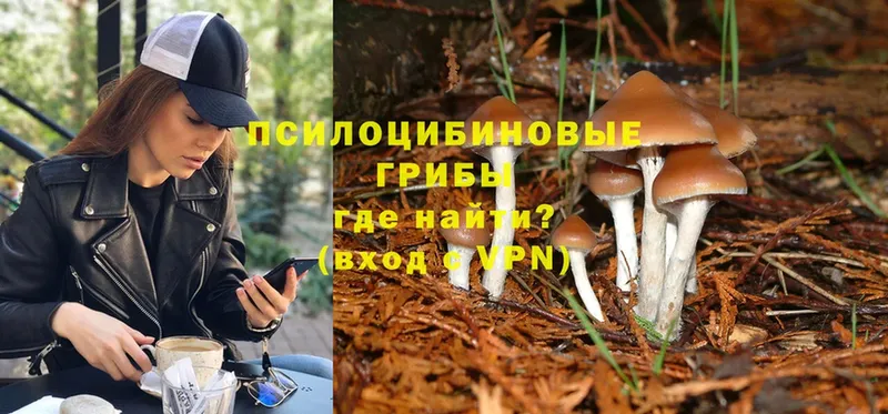 Галлюциногенные грибы Psilocybe  Покачи 